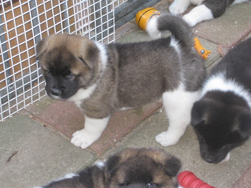 Puppies